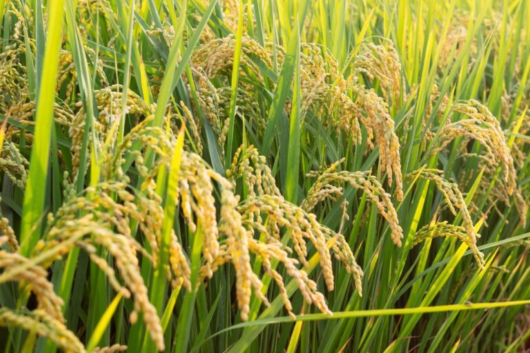 Plantação de arroz