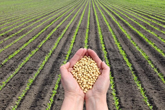 Insumos agrícolas