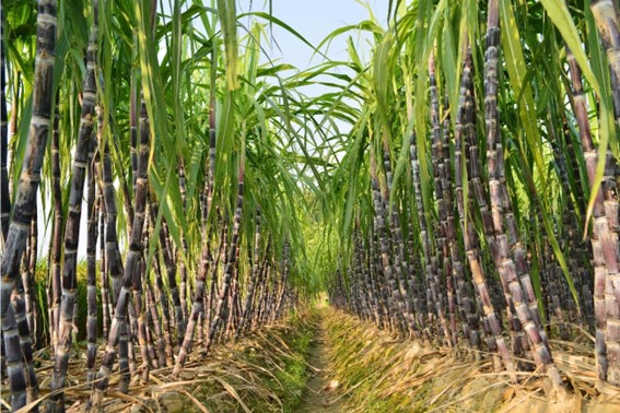 Plantação de cana-de-açúcar