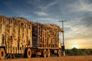 Transporte de cana-de-açúcar
