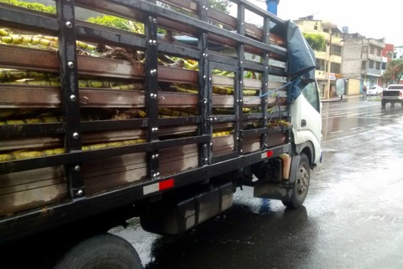 transporte de cana de acucar